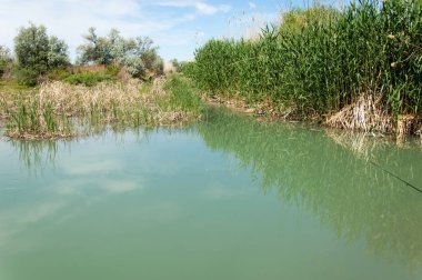 Bozkır nehir sazlık yaz