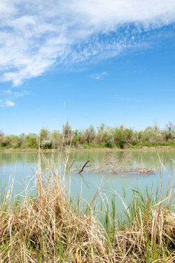 Bozkır nehir sazlık yaz