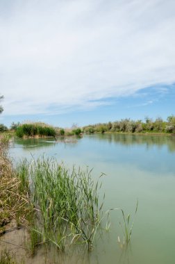 Bozkır nehir sazlık yaz