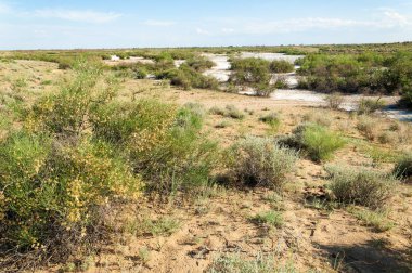 Bozkır tuzlu topraklar. tuz tuz tuz. Bozkır çayır ve