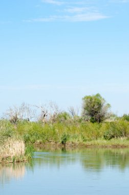 Bozkır nehir sazlık yaz
