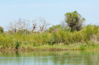 Bozkır nehir sazlık yaz