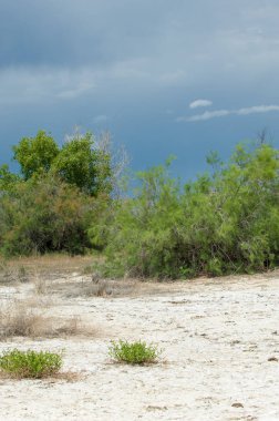 Bozkır tuzlu topraklar. tuz tuz tuz. Bozkır çayır ve