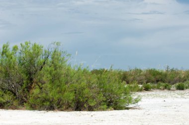 Bozkır tuzlu topraklar. tuz tuz tuz. Bozkır çayır ve