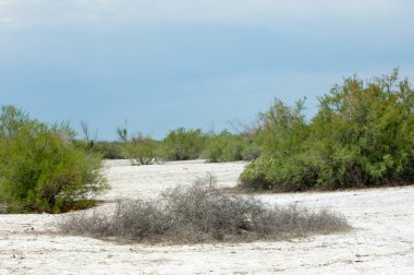 Bozkır tuzlu topraklar. tuz tuz tuz. Bozkır çayır ve
