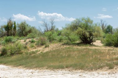 Bozkır tuzlu topraklar. tuz tuz tuz. Bozkır çayır ve