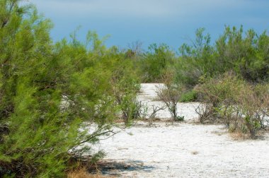 Bozkır tuzlu topraklar. tuz tuz tuz. Bozkır çayır ve