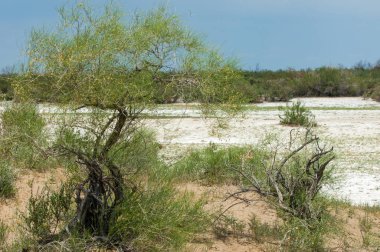 Bozkır tuzlu topraklar. tuz tuz tuz. Bozkır çayır ve
