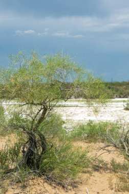 Bozkır tuzlu topraklar. tuz tuz tuz. Bozkır çayır ve