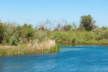 Bozkır nehir sazlık yaz