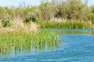 Bozkır nehir sazlık yaz