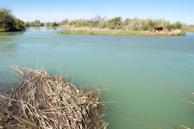 Bozkır nehir sazlık yaz