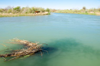 Bozkır nehir sazlık yaz