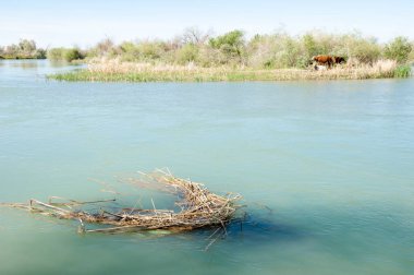 Bozkır nehir sazlık yaz