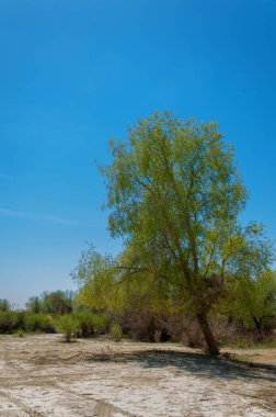 Saline, tuz bataklığı