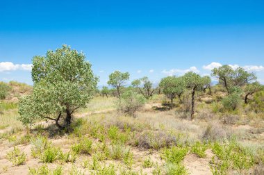 Bozkır yaz. Turgai Kaydet. Çölde Gölü