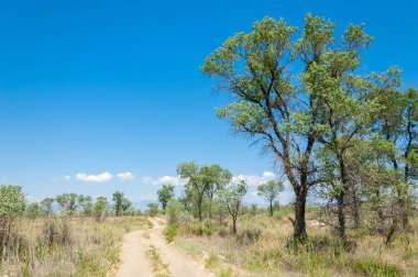 Bozkır yaz. Turgai Kaydet. Çölde Gölü
