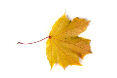 Sonbahar akçaağaç yaprakları