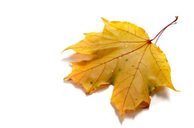 Sonbahar akçaağaç yaprakları