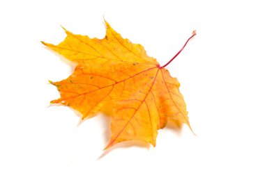 Sonbahar akçaağaç yaprakları