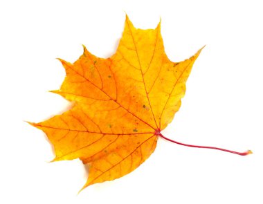 Sonbahar akçaağaç yaprakları