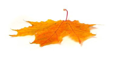 Sonbahar akçaağaç yaprakları