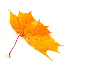 Sonbahar akçaağaç yaprakları