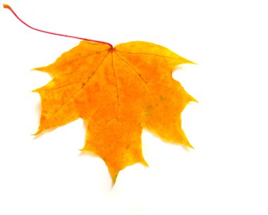 Sonbahar akçaağaç yaprakları