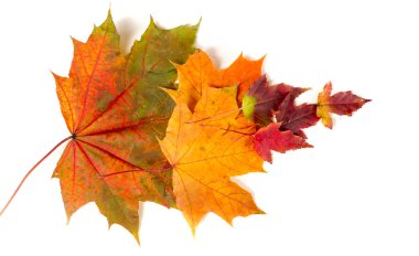 Düşen sonbahar yapraklarından yapılmış renkli ve parlak arkaplan.