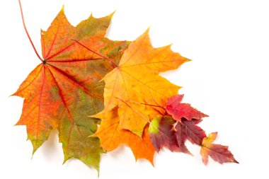 Düşen sonbahar yapraklarından yapılmış renkli ve parlak arkaplan.