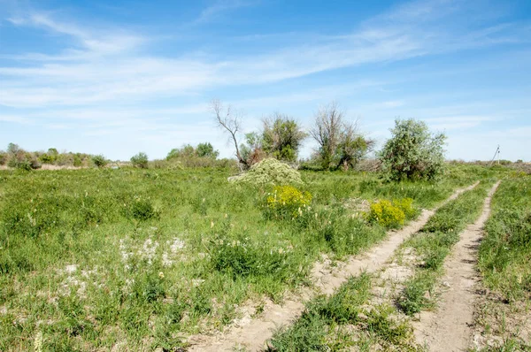 Steppe, prairie, veldt, veld, uiterwaarden — Stockfoto