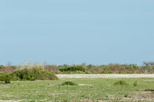 Stepi, prérie, travin, veld, nivy — Stock fotografie