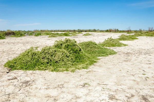 Stäppen saltlösning jordar — Stockfoto