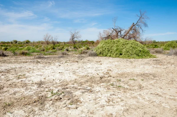 Stäppen saltlösning jordar — Stockfoto