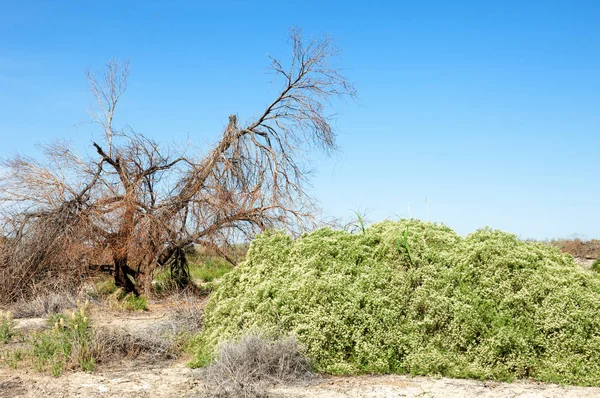 Stäppen saltlösning jordar — Stockfoto