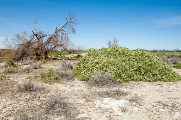 Stäppen saltlösning jordar — Stockfoto