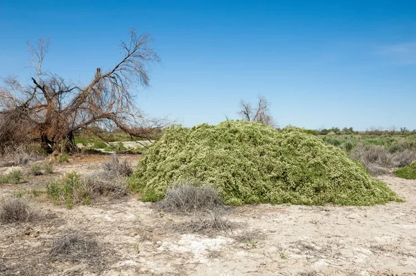 Stäppen saltlösning jordar — Stockfoto