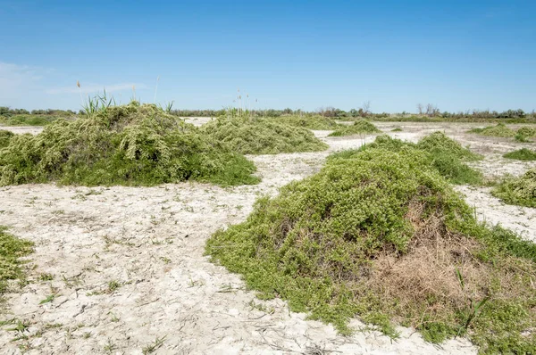 Steppe saline soils — Stock Photo, Image