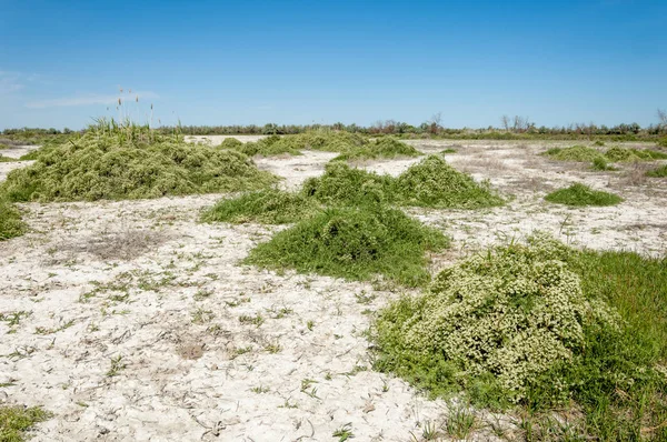 Steppe saline soils — Stock Photo, Image