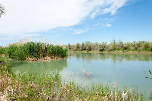 Steppe river reeds summer — Stock Photo, Image