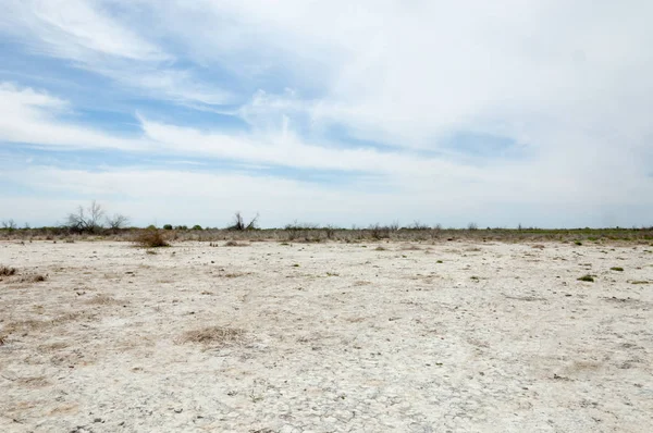 Steppe sols salins. sel salin dans le sel. steppe prairie ve — Photo