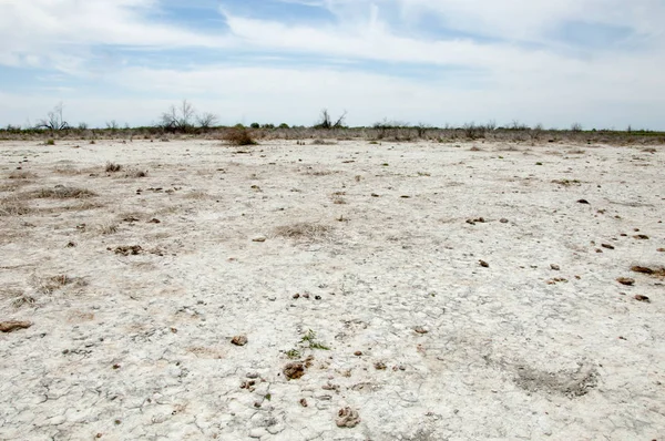 Pusztai szikes talajok. sós só só. Pusztai prairie ve — Stock Fotó