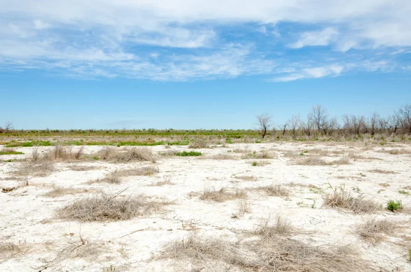 Suelos salinos de estepa. sal salina en sal. pradera esteparia ve — Foto de Stock