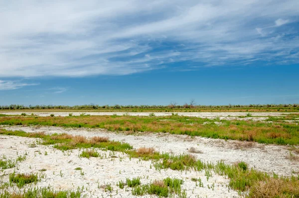 Steppe saline soils. saline  salt  in salt.  steppe  prairie  ve — Stock Photo, Image