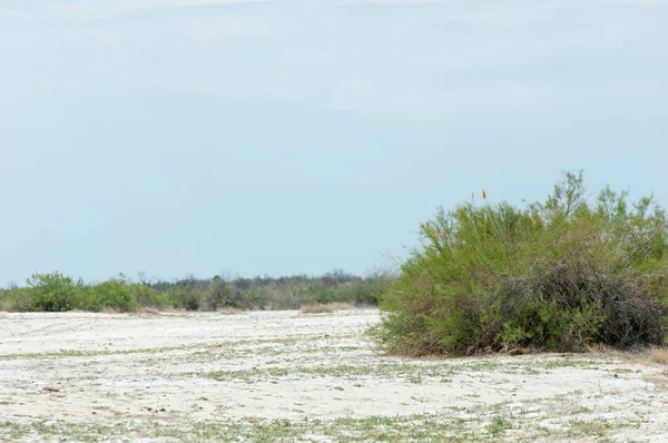 Steppe sols salins. sel salin dans le sel. steppe prairie ve — Photo