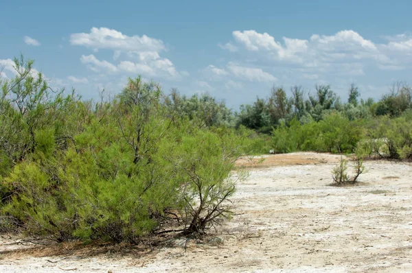 Steppe saline soils. saline  salt  in salt.  steppe  prairie  ve — Stock Photo, Image