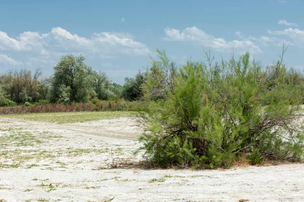 Αλατούχα εδάφη στεπών. αλατούχα αλάτι σε αλάτι. ve Λιβάδι στέπα — Φωτογραφία Αρχείου