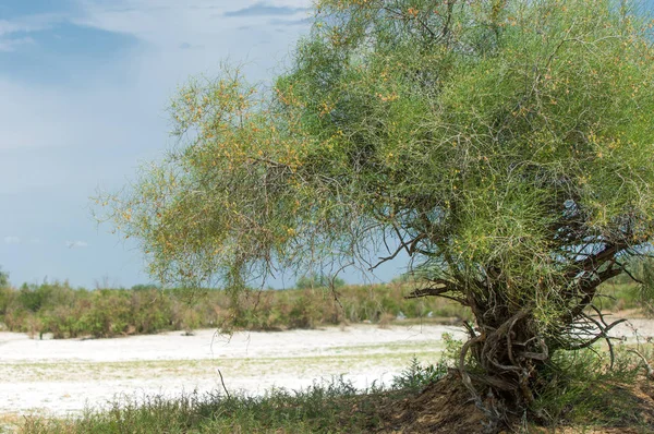 Steppe saline soils. saline  salt  in salt.  steppe  prairie  ve — Stock Photo, Image