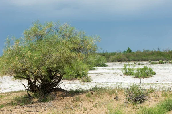 Steppe saline soils. saline  salt  in salt.  steppe  prairie  ve — Stock Photo, Image