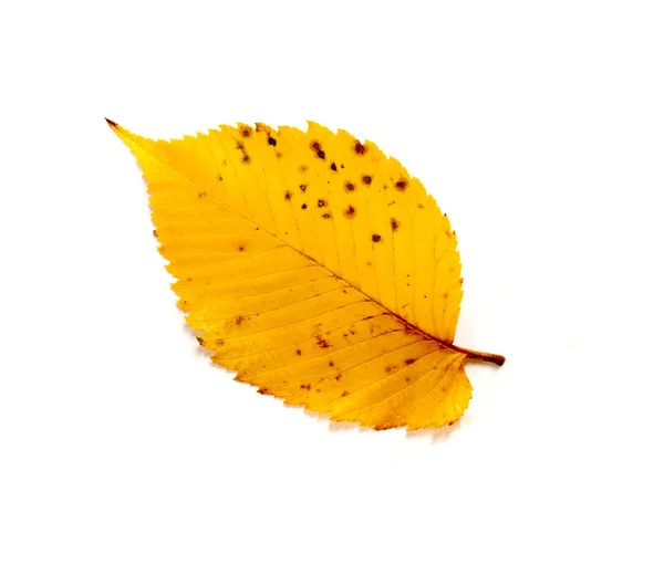 Herfst iep blad geïsoleerd op witte achtergrond — Stockfoto